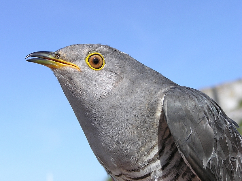 Common Cuckoo, Sundre 20080603